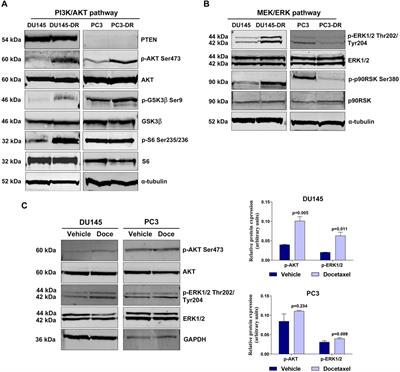 Dual inhibition of MEK and PI3Kβ/δ–a potential therapeutic strategy in PTEN-wild-type docetaxel-resistant metastatic prostate cancer